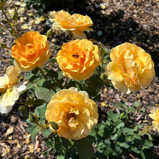 Clusters of vibrant yellow Rise Up Amberness® Climbing Rose (Rosa) blooms, surrounded by green leaves and buds, thrive outdoors as sunlight casts shadows across the mulch-covered ground - Photo Property of Garden Crossings LLC.
