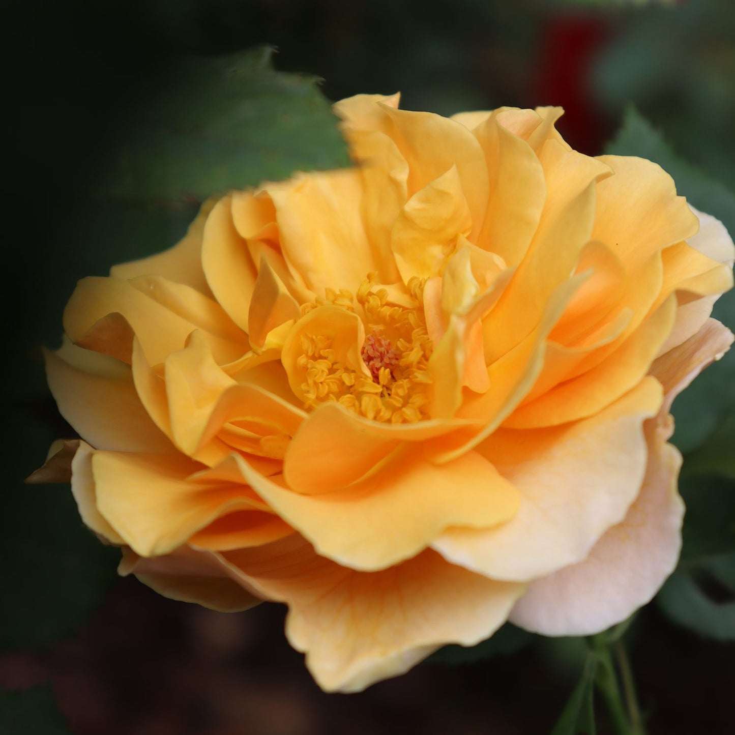 Rise Up Amberness® Climbing Rose (Rosa) - Photo Courtesy of Proven Winners, Inc.