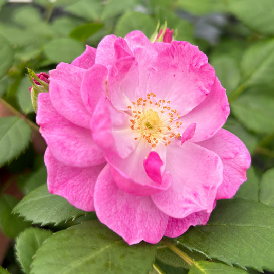 Close-up of Rise Up Lilac Days® Climbing Rose (Rosa) in full bloom, showcasing delicate pink petals, yellow stamens, and healthy green leaves - Photo Property of Garden Crossings LLC.