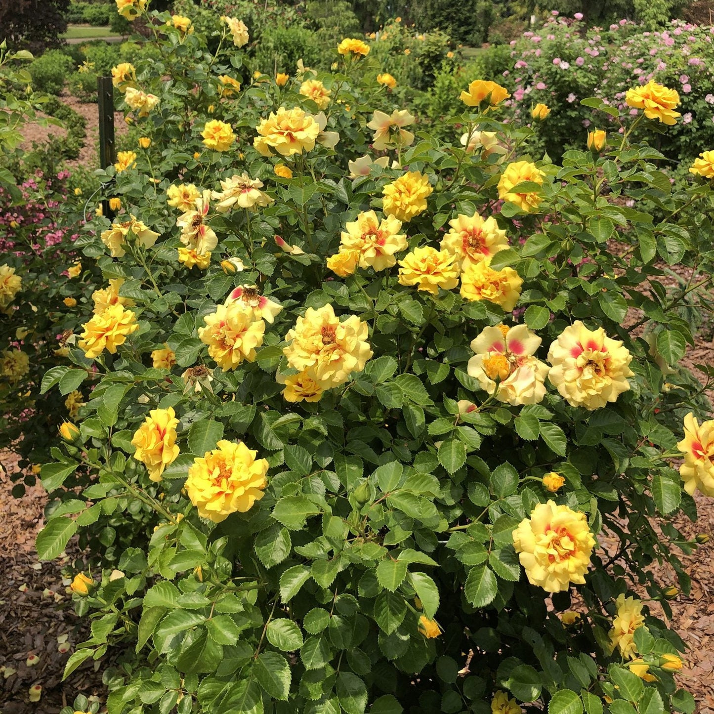 A Rise Up® Ringo® Climbing Rose (Rosa) bush with blooming yellow flowers and green leaves grows in a garden bed mulched for neatness, surrounded by other flowering bushes and lush greenery in the background. - Photo Property of Garden Crossings LLC