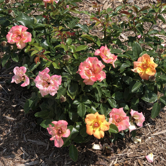 Oso Easy® Sunorita® Rose (Rosa) - Photo Property of Garden Crossings LLC