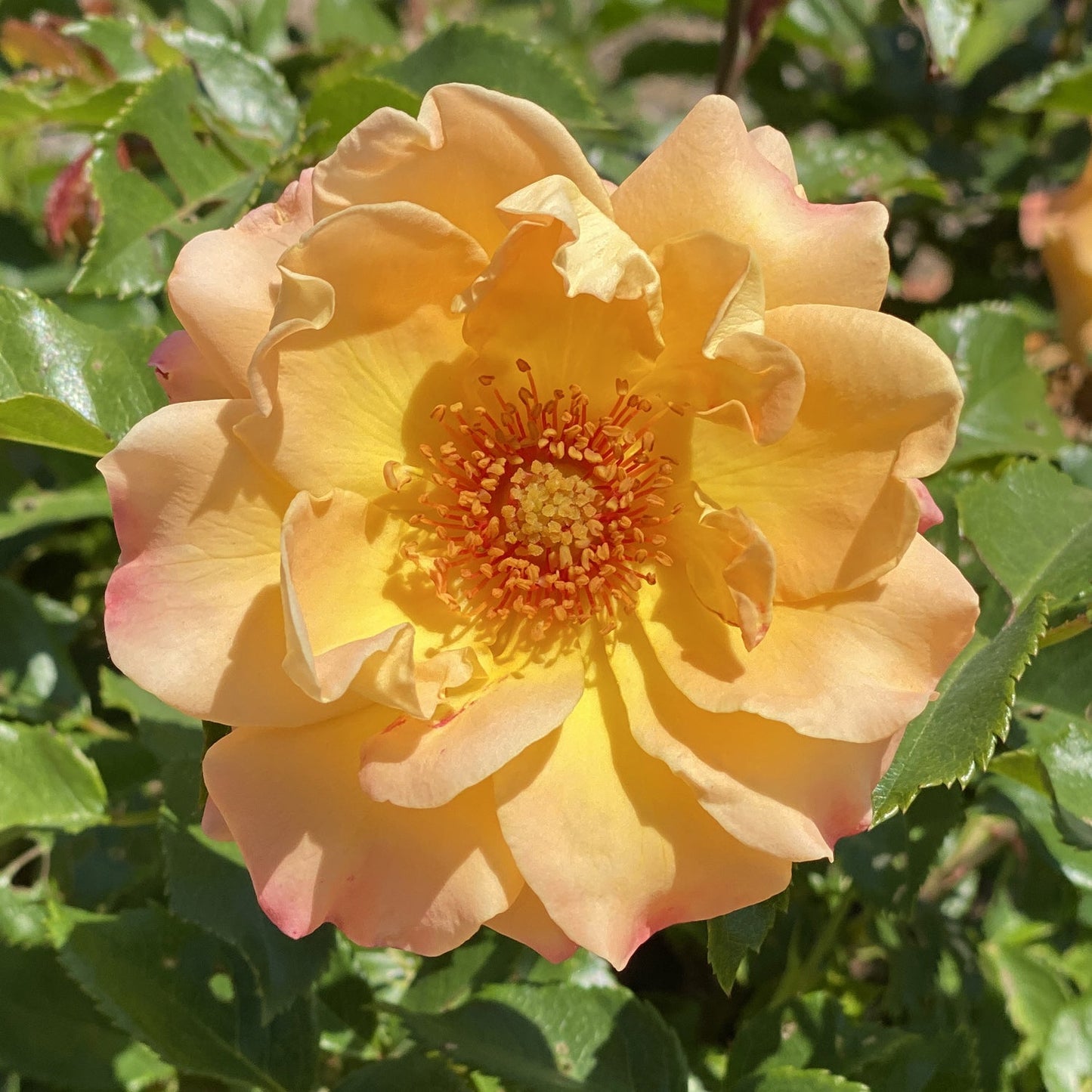 A close-up of the Oso Easy® Sunorita® Rose (Rosa) in full bloom highlights its disease-resistant ruffled yellow-orange petals, striking central stamens, and lush green leaves basking in bright sunlight. - Photo Property of Garden Crossings LLC