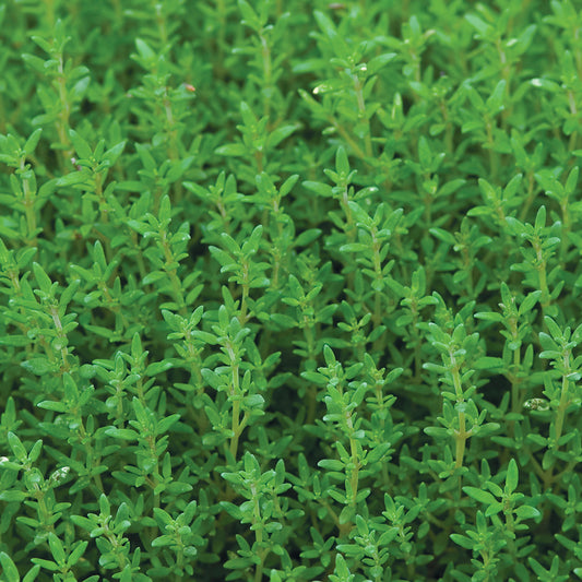 Salem' Rosemary (Rosmarinus) - Photo Courtesy of Burpee