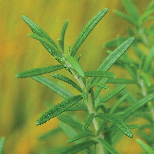 Salem' Rosemary (Rosmarinus) - Photo Courtesy of Burpee