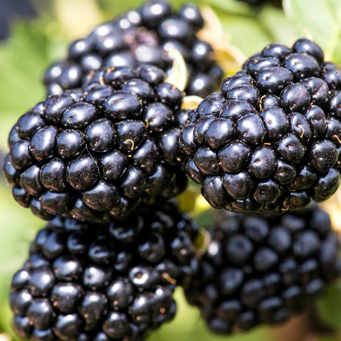 Close-up of several ripe Taste of Heaven® Thornless blackberries (Rubus) clustered together, displaying their shiny dark purple-black surface and bumpy texture, with softly blurred green leaves in the background - Photo Courtesy of Proven Winners, Inc.