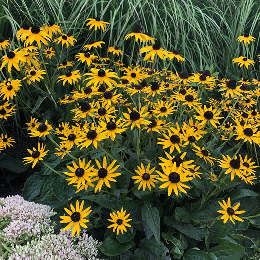 Little Goldstar' Black -Eyed Susan (Rudbeckia) - Photo Property of Garden Crossings LLC