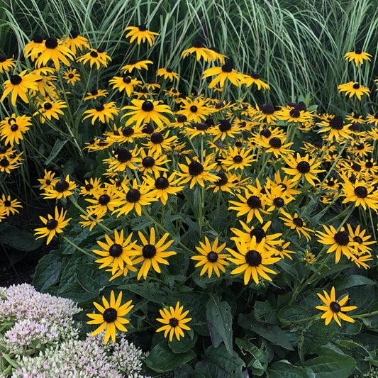 A cluster of vibrant golden yellow 'Little Goldstar' Black-Eyed Susan (Rudbeckia) flowers with dark centers is surrounded by lush green foliage and tall grasses, with a patch of pale pink flowers in the lower left corner - Photo Property of Garden Crossings LLC.