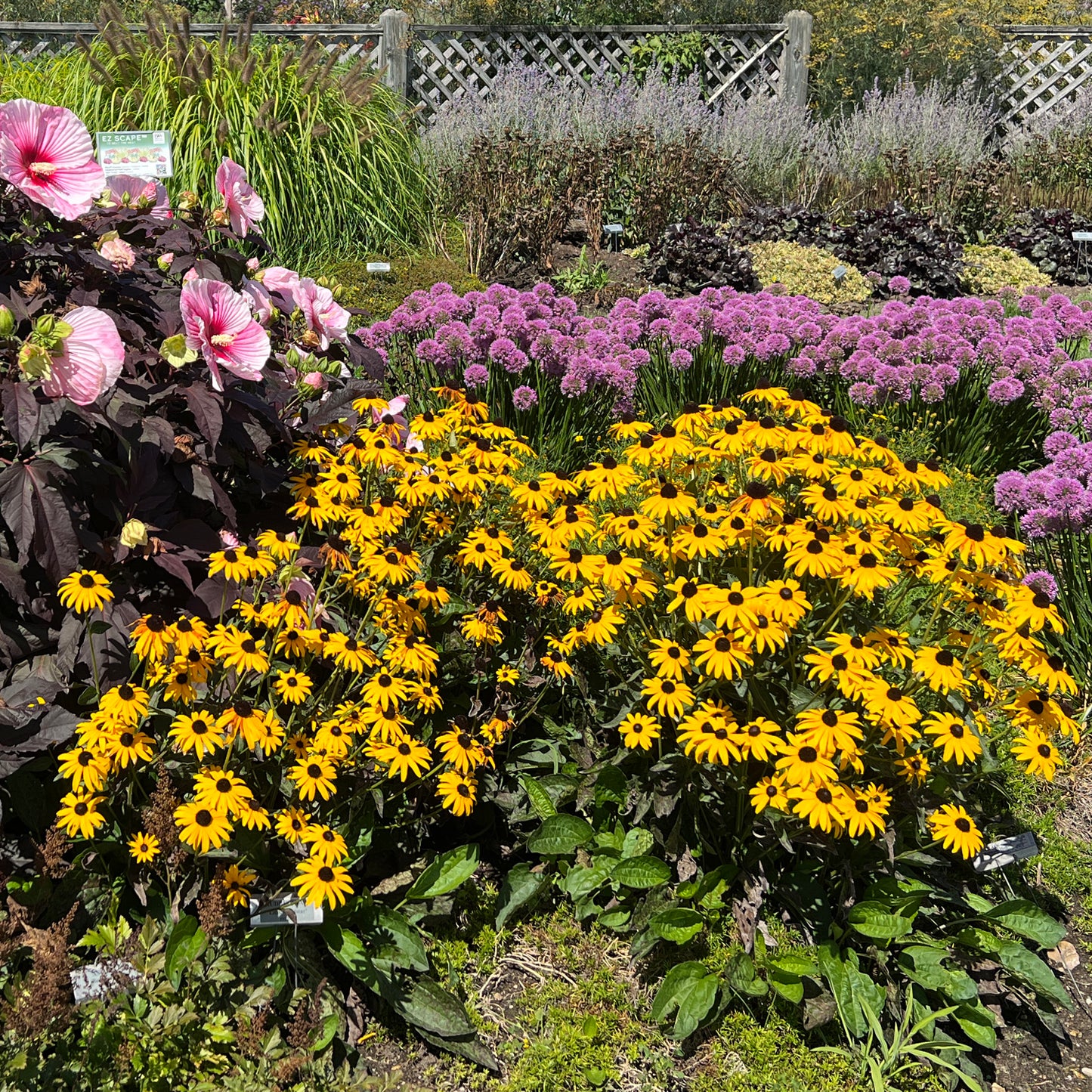 Little Goldstar' Black - Photo Property of Garden Crossings LLC