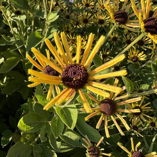 A close-up of vibrant 'Little Henry' Brown-Eyed Susan (Rudbeckia) flowers with yellow and brown petals, surrounded by green leaves and highlighted by sunlight - Photo Property of Garden Crossings LLC.