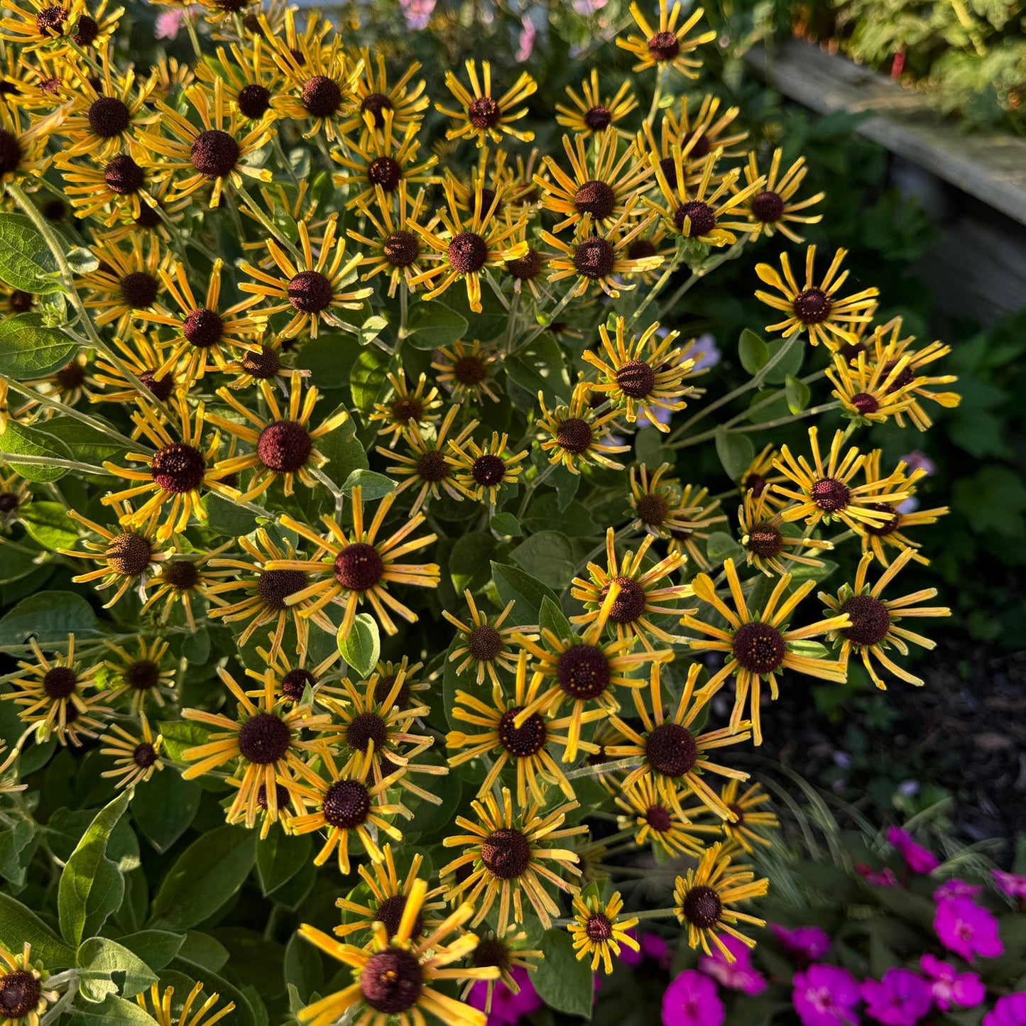 A cluster of 'Little Henry' Brown-Eyed Susan (Rudbeckia) fills a garden bed, its yellow petals and dark centers framed by green leaves and bright pink blooms, while sunlight highlights the distinctive flowers. - Photo Property of Garden Crossings LLC