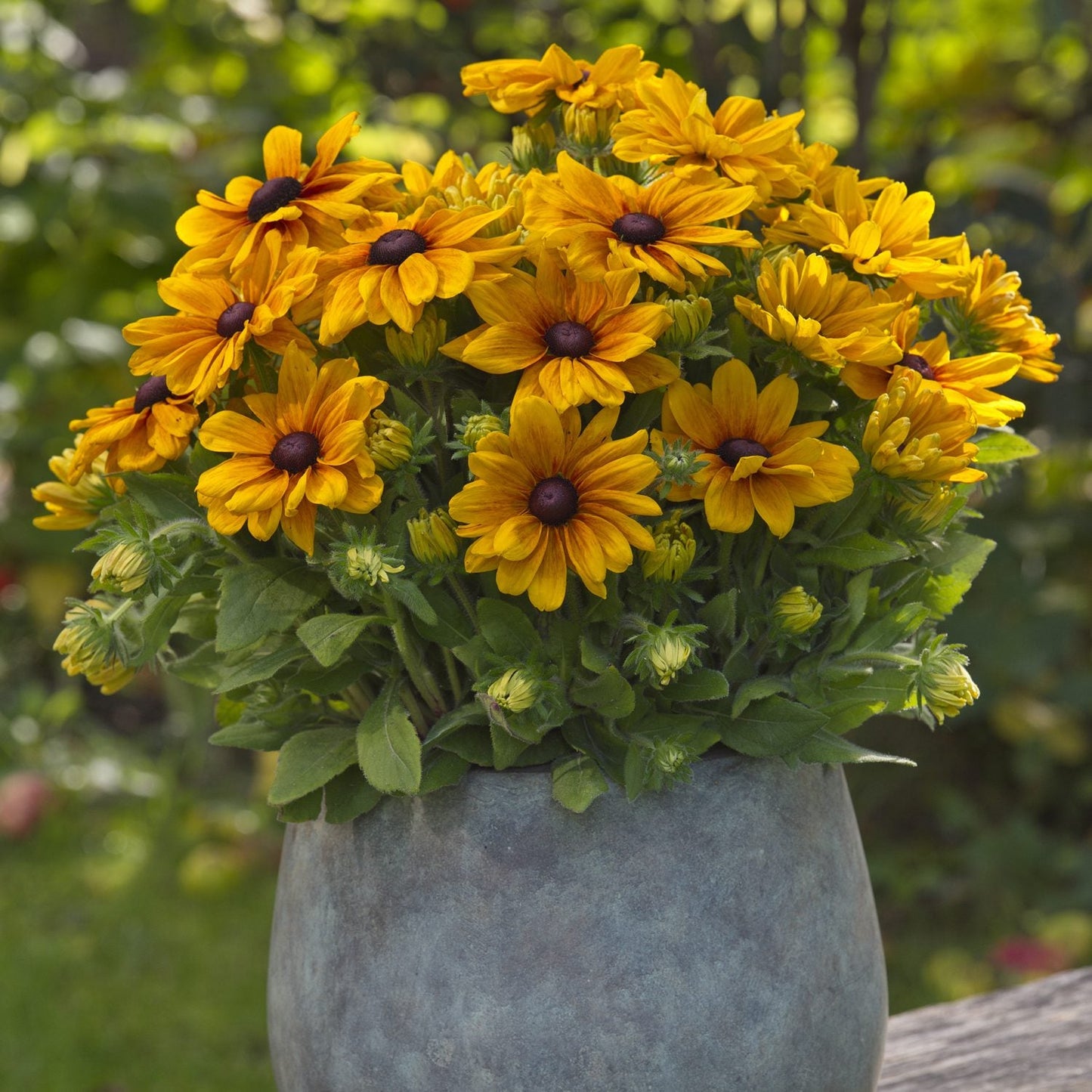 A bouquet of Sunbeckia® Carolina Black-Eyed Susan (Rudbeckia) with vivid yellow petals and dark centers, arranged in a gray ceramic vase outdoors on a wooden surface - Photo Courtesy of Ball Horticulture, Inc. Decorative pot not included.