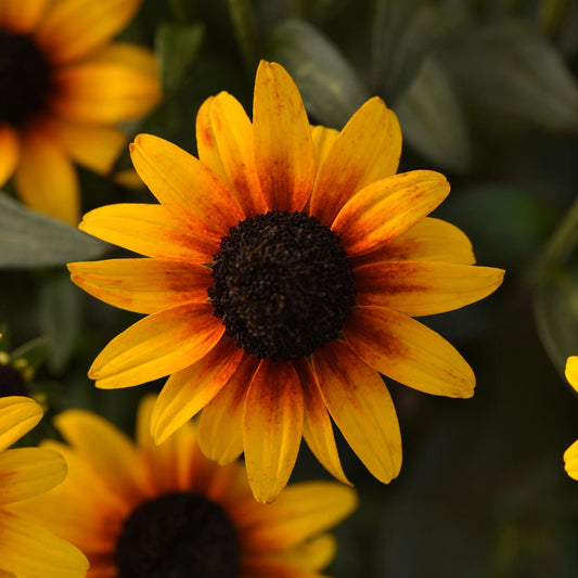 A close-up of 'Suntacular' Black-Eyed Susan (Rudbeckia) shows its vibrant yellow and orange petals with a dark brown center, set among green leaves and other perennial garden plants in the background - Photo Courtesy of Ball Horticulture, Inc.