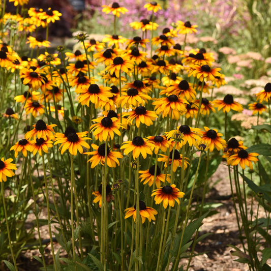 A cluster of Suntacular' Black-Eyed Susan (Rudbeckia) showcases bright yellow-orange blooms with dark brown centers, set against lush green leaves in a sunlit garden - Photo Courtesy of Ball Horticulture, Inc.