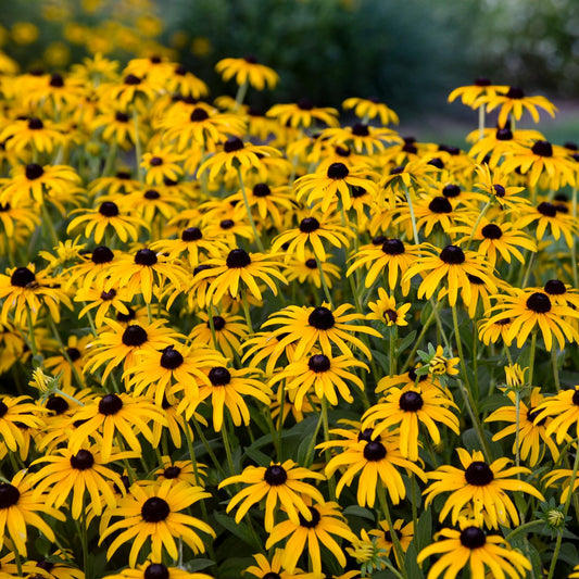 A cluster of vibrant yellow 'Treasure Trove' Black-Eyed Susan (Rudbeckia) flowers with dark brown centers stands out against green foliage in a perennial garden - Photo Courtesy of Walters Gardens, Inc.