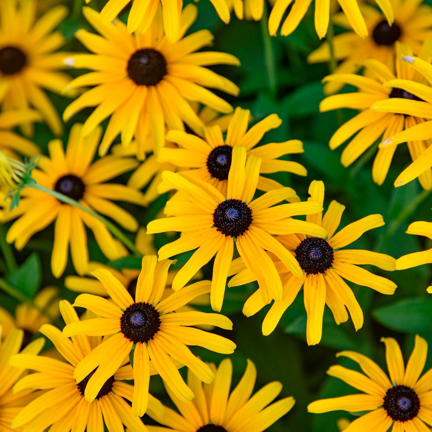 A cluster of vibrant yellow 'Treasure Trove' Black-Eyed Susan (Rudbeckia) blooms with dark brown centers and long petals, surrounded by green leaves. The flowers are closely packed, filling the entire image - Photo Courtesy of Walters Gardens, Inc.