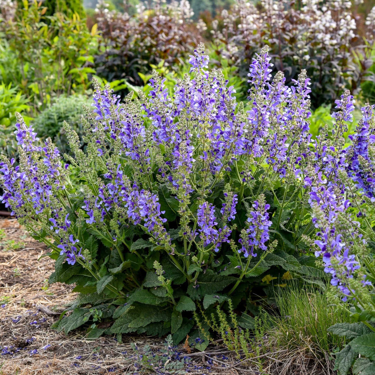 Living Large® Big Sky Perennial Salvia is a bushy, drought-tolerant plant with tall spikes of vibrant purple flowers and green foliage, making it an attractive pollinator choice for your garden - Photo Courtesy of Walters Gardens, Inc.