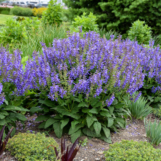 Living Large™ Big Sky Perennial Salvia - Photo Courtesy of Walters Gardens, Inc.