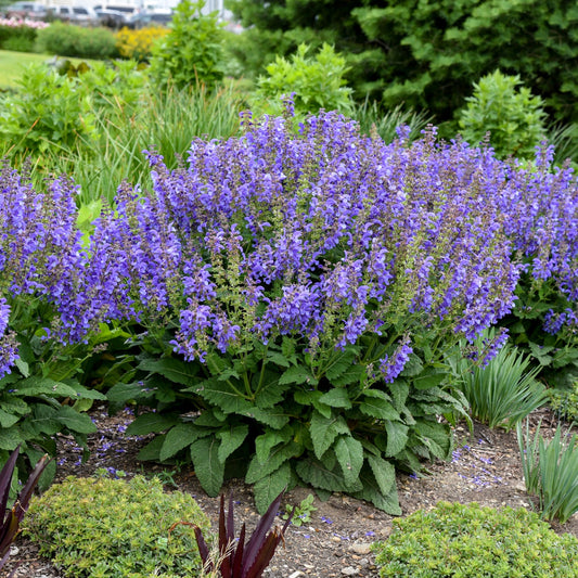A lush garden bed showcases Living Large® Big Sky Perennial Salvia, a large bush with dense spikes of vibrant purple-blue flowers and green foliage - Photo Courtesy of Walters Gardens, Inc.
