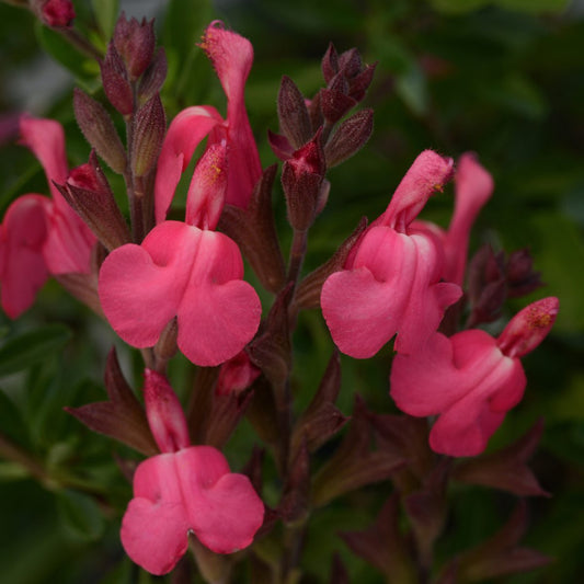 Close-up of Arctic Blaze® Fuchsia Perennial Salvia features clusters of bright pink, tubular flowers with unique lobed petals and reddish stems, surrounded by green foliage - Photo Courtesy of Ball Horticulture, Inc.