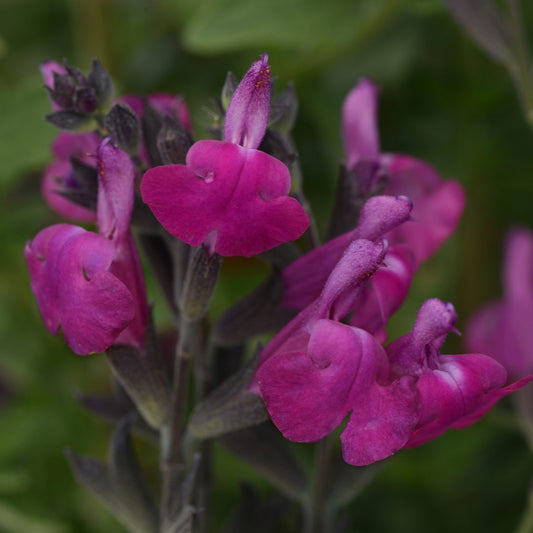 Close-up of vivid magenta-pink Arctic Blaze® Purple Perennial Salvia flowers with fuzzy petals and dark stems, set against a blurred green background - Photo Courtesy of Ball Horticulture, Inc.