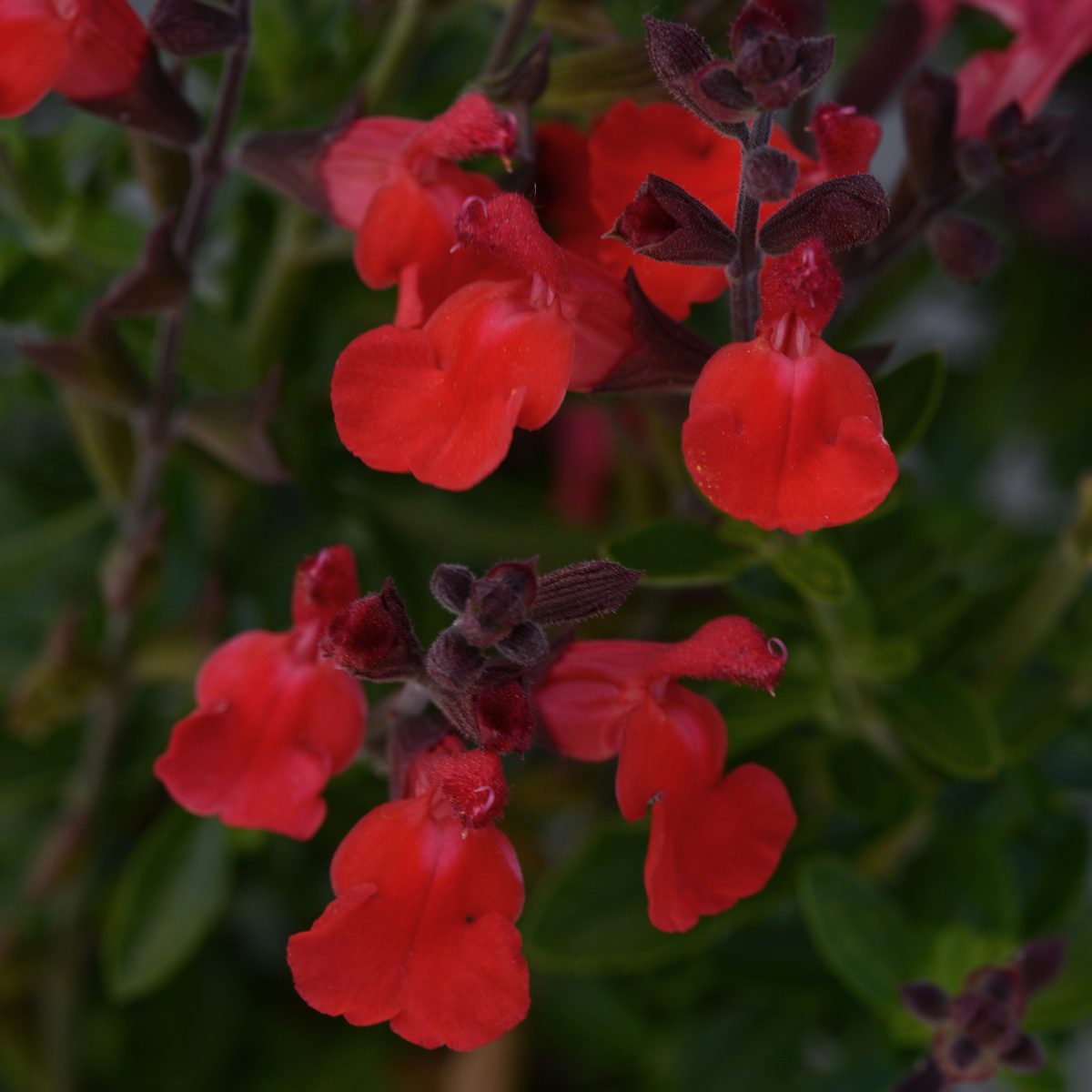 Arctic Blaze® Red Perennial Salvia - Photo Courtesy of Ball Horticulure, Inc.