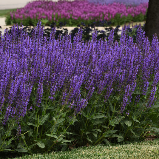 Blue By You' Perennial Salvia - Photo Courtesy of Ball Horticulure, Inc.