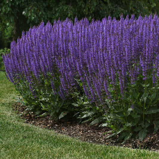 Blue By You' Perennial Salvia - Photo Courtesy of Ball Horticulure, Inc.