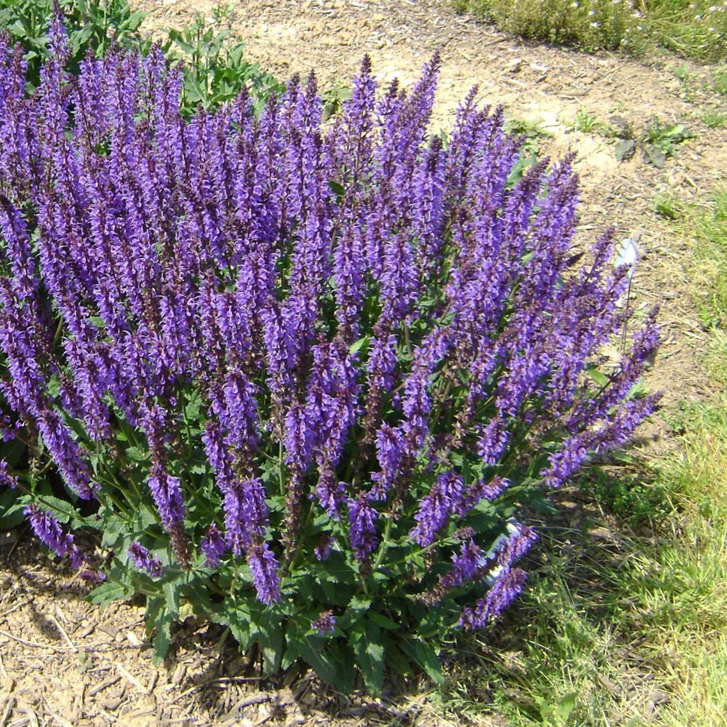 'Blue By You' Perennial Salvia features tall spikes of vibrant purple flowers and bushy green foliage, thriving in outdoor garden beds with visible bare soil - Photo Courtesy of Ball Horticulture, Inc.