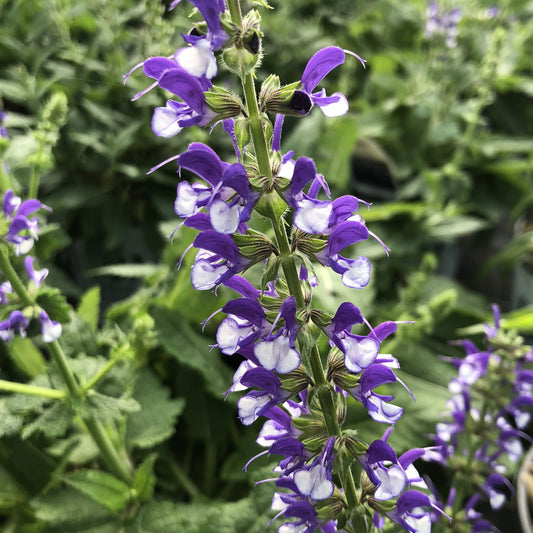 A close-up of Color Spires® 'Azure Snow' Perennial Salvia displays its vibrant purple and white blossoms on a flowering spike, set against lush green foliage - Photo Property of Garden Crossings LLC.