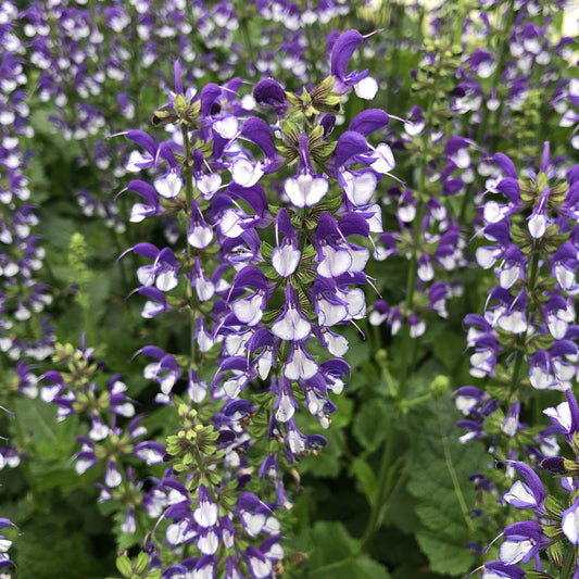 A close-up of Color Spires® 'Azure Snow' Perennial Salvia shows tall purple and white flowers blooming densely with green leaves - Photo Property of Garden Crossings LLC.