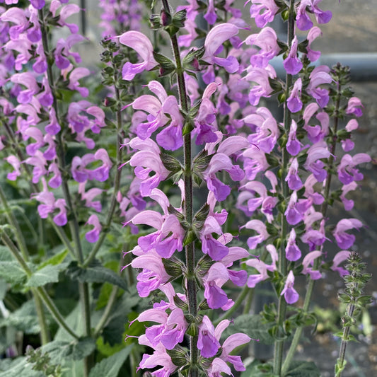 Close-up of tall spikes of light purple and pink blooms with green leaves, Color Spires® 'Back To the Fuchsia' Perennial Salvia grows closely outdoors in natural light - Photo Property of Garden Crossings LLC.