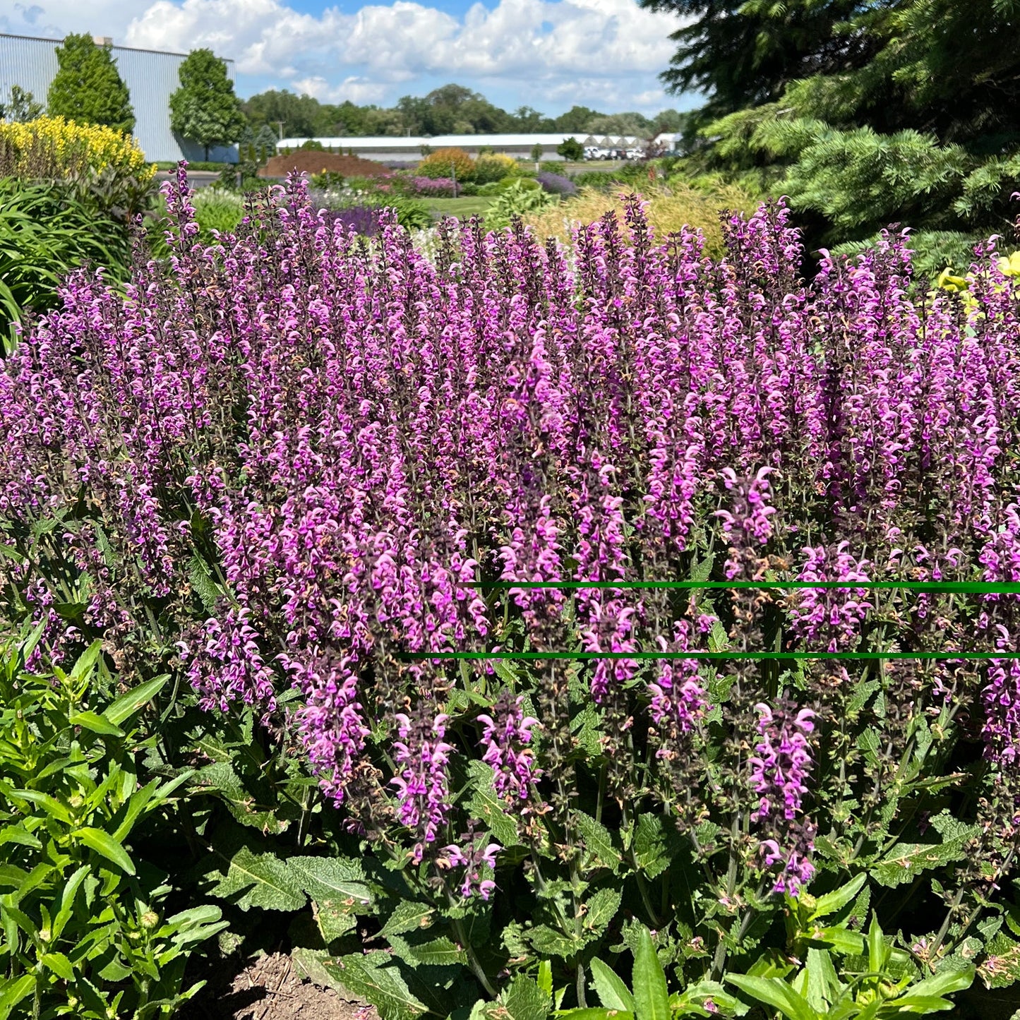 A dense cluster of tall, purple Color Spires® 'Back To the Fuchsia' Perennial Salvia blooms in a sunny garden amid lush foliage, with more plants and trees behind under a blue sky - Photo Property of Garden Crossings LLC.