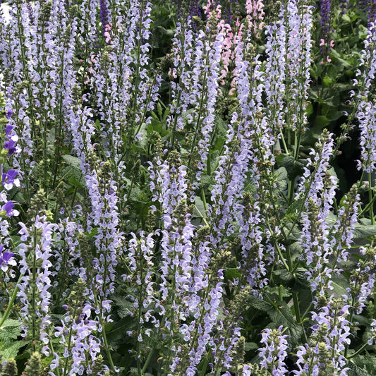 Color Spires® 'Crystal Blue' Perennial Salvia features dense clusters of light purple and lavender blooms with green leaves in a drought-tolerant garden. Pink flowers appear in the background - Photo Property of Garden Crossings LLC.