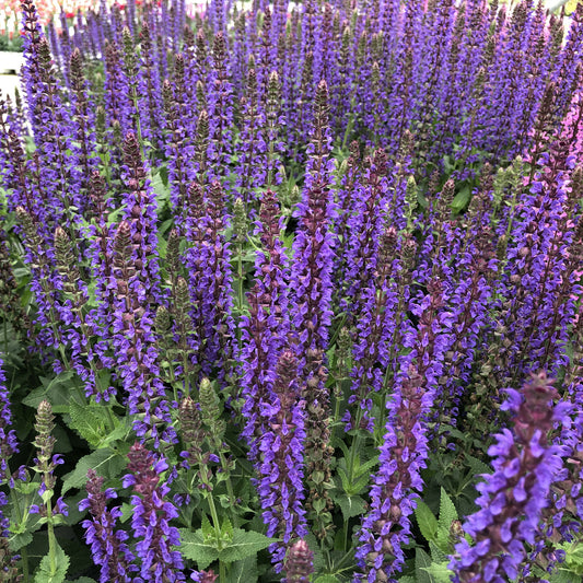 Color Spires® 'Indiglo Girl' Perennial Salvia - Photo Property of Garden Crossings LLC