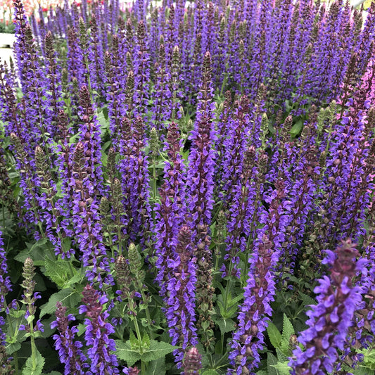 Color Spires® 'Indiglo Girl' Perennial Salvia forms dense clusters of tall, vibrant indigo blue flowers and green foliage, growing closely together in gardens and serving as an excellent pollinator plant - Photo Property of Garden Crossings LLC.