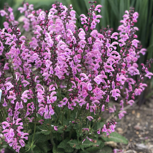 Close-up of Color Spires® 'Pink Dawn' Perennial Salvia showcases tall, spiky purple-pink flower stems and green serrated leaves, standing out against a blurred garden background - Photo Property of Garden Crossings LLC.