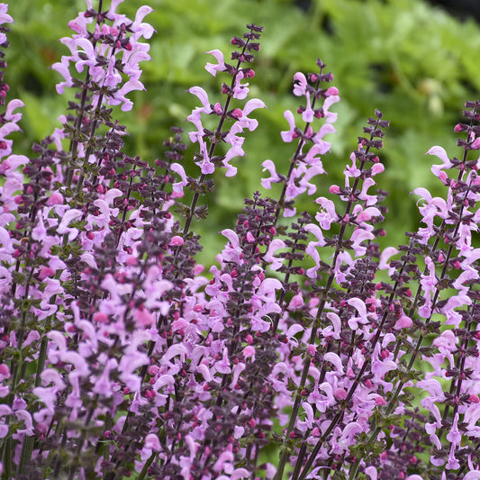 Close-up of Color Spires® 'Pink Dawn' Perennial Salvia features tall spikes of pink-purple, drought-tolerant, tubular blossoms densely arranged on upright stems, with green leafy foliage in the background - Photo Courtesy of Proven Winners, Inc.
