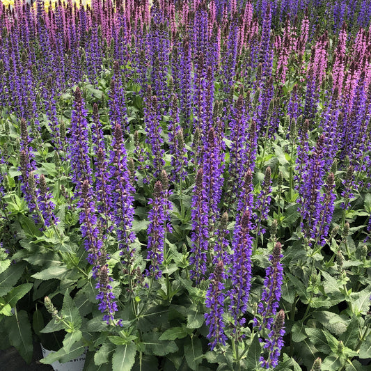 Color Spires® 'Violet Riot' Perennial Salvia - Photo Property of Garden Crossings LLC