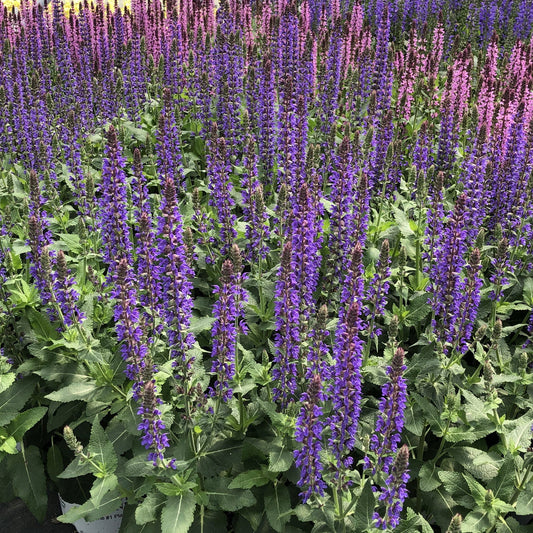 Top-down view of Color Spires® 'Violet Riot' Perennial Salvia features tall spikes of vibrant purple blooms above lush green foliage, creating a striking, textured display that is eye-catching - Photo Property of Garden Crossings LLC.