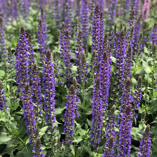 Close-up of Color Spires® 'Violet Riot' Perennial Salvia features tall, purple blooms and green foliage that grow densely in gardens, creating a vibrant and colorful display - Photo Property of Garden Crossings LLC.