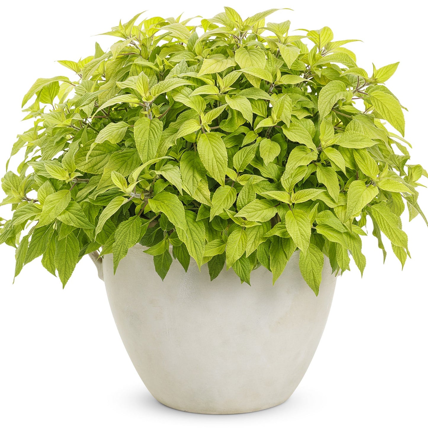 A lush green basil plant with dense, pointed leaves grows in a large, light ceramic pot against a white background—similar to deer resistant annuals like 'Golden Delicious' Golden Leaved Pineapple Sage (Salvia). - Photo Courtesy of Proven Winners, Inc.