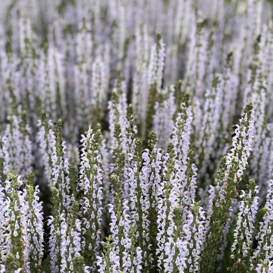 Close-up of tall spikes of pale lavender-white flowers rise from green stems on 'Perfect Profusion' Perennial Salvia with a soft, blurred backdrop in lush outdoor gardens - Photo Property of Garden Crossings LLC.