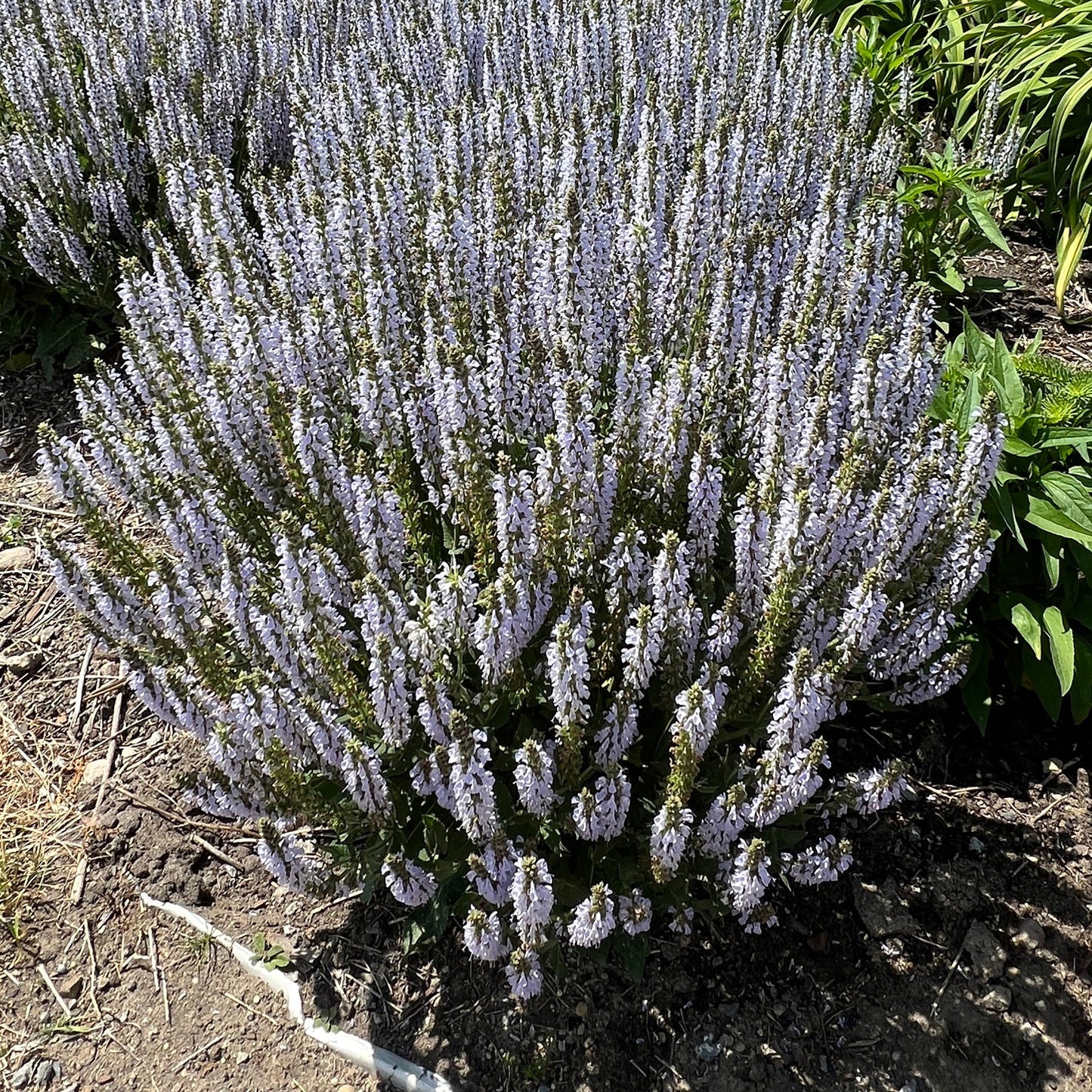 A dense cluster of tall, slender 'Perfect Profusion' Perennial Salvia with spikes of pale blue-white flowers grows in a sunlit garden bed, surrounded by green foliage - Photo Property of Garden Crossings LLC.