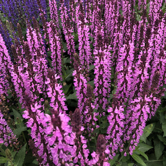 Pink Profusion' Perennial Salvia - Photo Property of Garden Crossings LLC