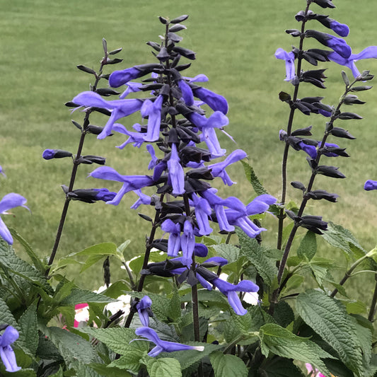 Rockin'® Blue Suede™ Shoes Salvia - Photo Property of Garden Crossings LLC