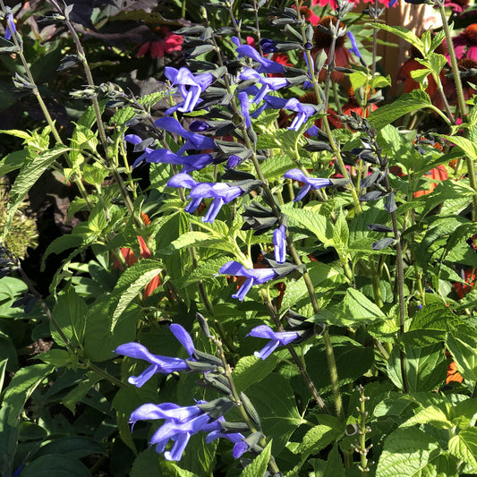 Rockin'® Blue Suede™ Shoes Salvia - Photo Property of Garden Crossings LLC