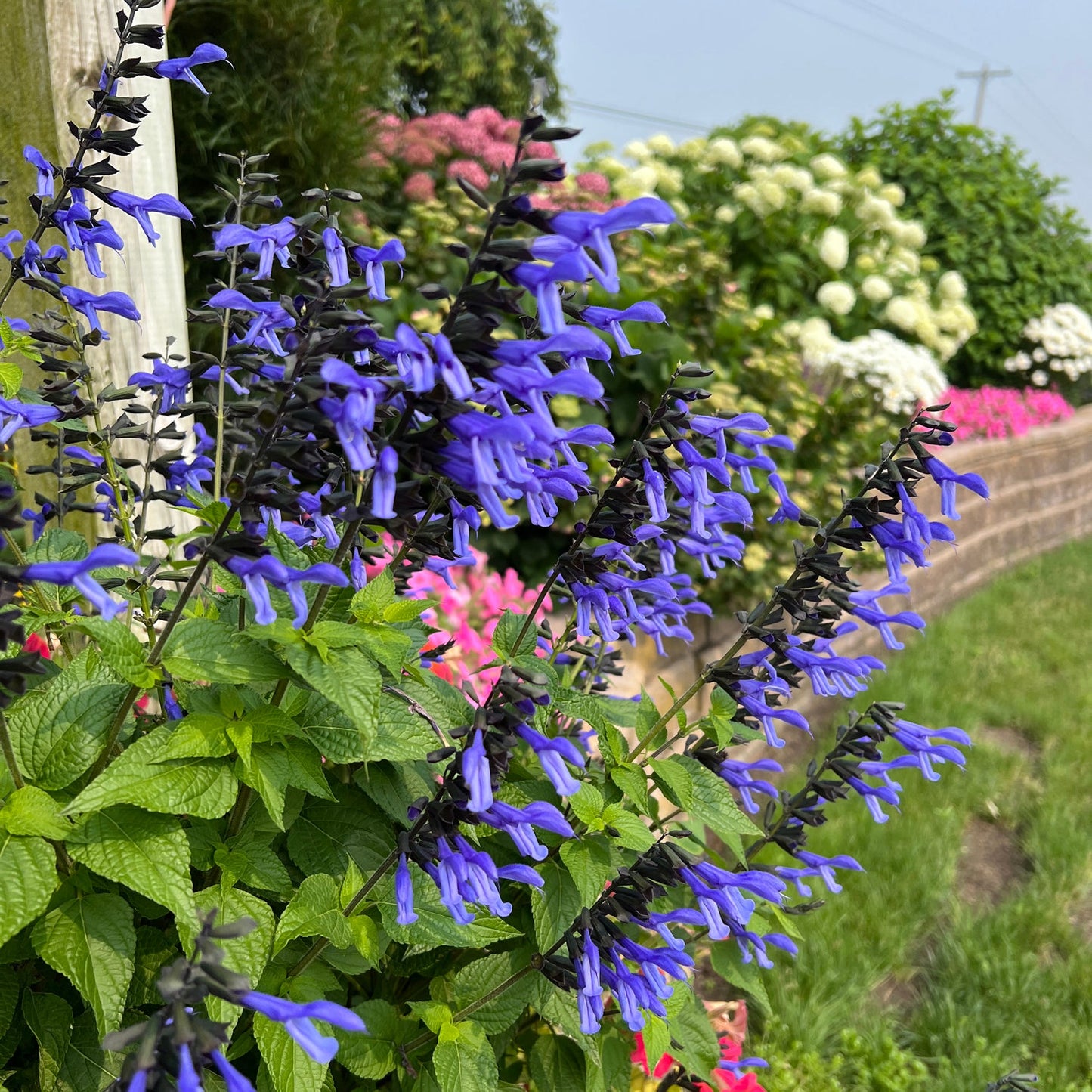 Rockin'® Blue Suede™ Shoes Salvia in bloom, with green leaves in front and a sunlit pollinator garden of pink and white flowers, shrubs, and a brick wall softly blurred in the background - Photo Property of Garden Crossings LLC.