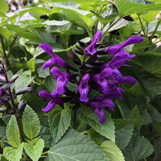 Rockin'® Deep Purple Salvia - Photo Property of Garden Crossings LLC