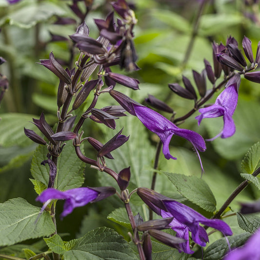 Close-up of vibrant Rockin'® Deep Purple Salvia flowers with tubular petals and dark stems, surrounded by green foliage. - Photo Courtesy of Proven Winners, Inc.