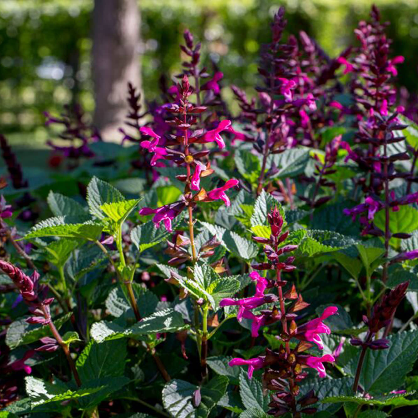 Rockin® Fuchsia Salvia features vibrant purple and magenta blooms set against green foliage, adding annual color and attracting hummingbirds and pollinators to sunlit gardens with a backdrop of lush trees and hedges - Photo Courtesy of Proven Winners, Inc.